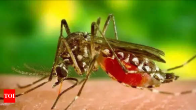 Uttar Pradesh: 'Poorly preserved' platelet caused dengue patient's death in Prayagraj