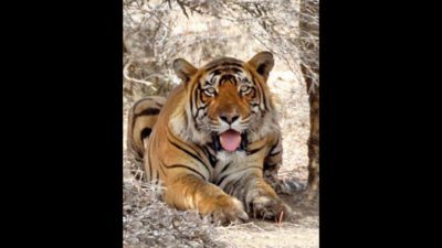 Tiger leaves reserve, seen near Jaipur-Delhi highway
