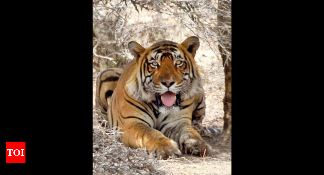 Tiger Leaves Reserve, Seen Near Jaipur-delhi Highway 