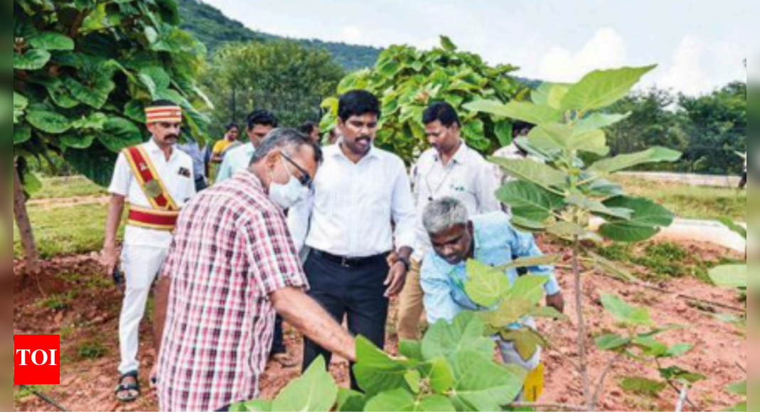 Sweet Tamarind 20acre Farm With Rare Tropical Fruits Coming Up In