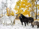 Canada Alberta Snow