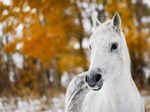 APTOPIX Canada Alberta Snow