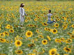 People have fun at a sunflower field during Mid-Autumn Festival holiday in Lijiang City, southwest China's Yunnan Province, Sept. 11, 2022. (Photo by Zhao Qingzu/Xinhua/IANS)