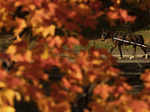 New York Fall Foliage