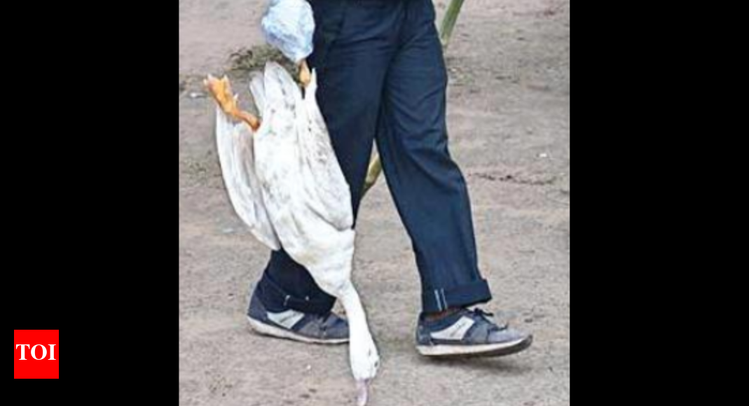 Kerala: Bird flu confirmed in dead ducks at Haripad | Kochi News ...