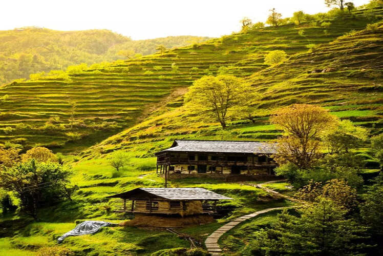 The Blue Sheep, Tirthan Valley