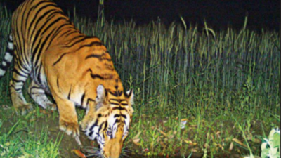 Uttar Pradesh's 27 'sugarcane tigers' to find forest home soon