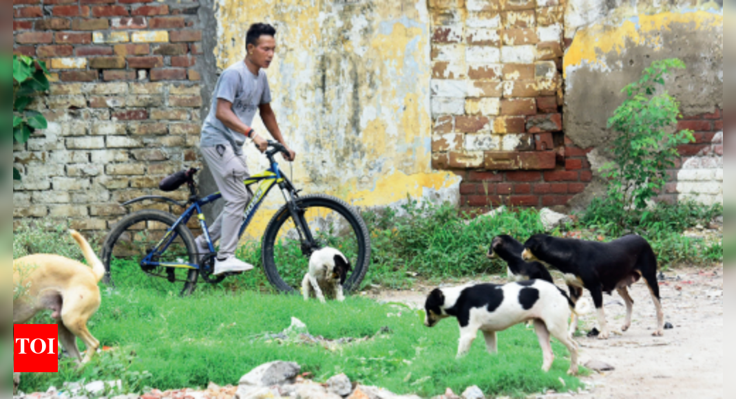 Stray dogs: Friend or foe? | Ludhiana News - Times of India