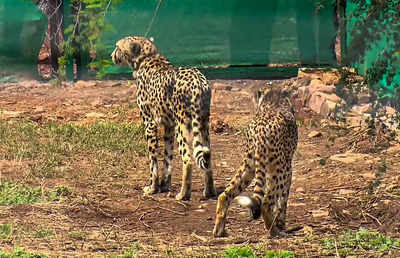 Kuno National Park: Cheetahs complete 41 days in quarantine, to be released in wild soon