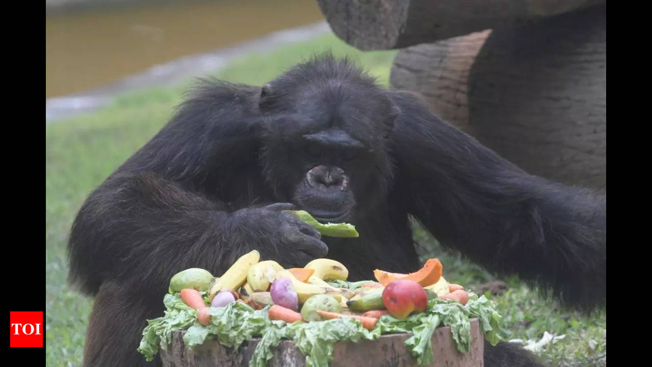 Babu: Babu, the chimpanzee rings in his 34th birthday at Alipore Zoo |  Kolkata News - Times of India