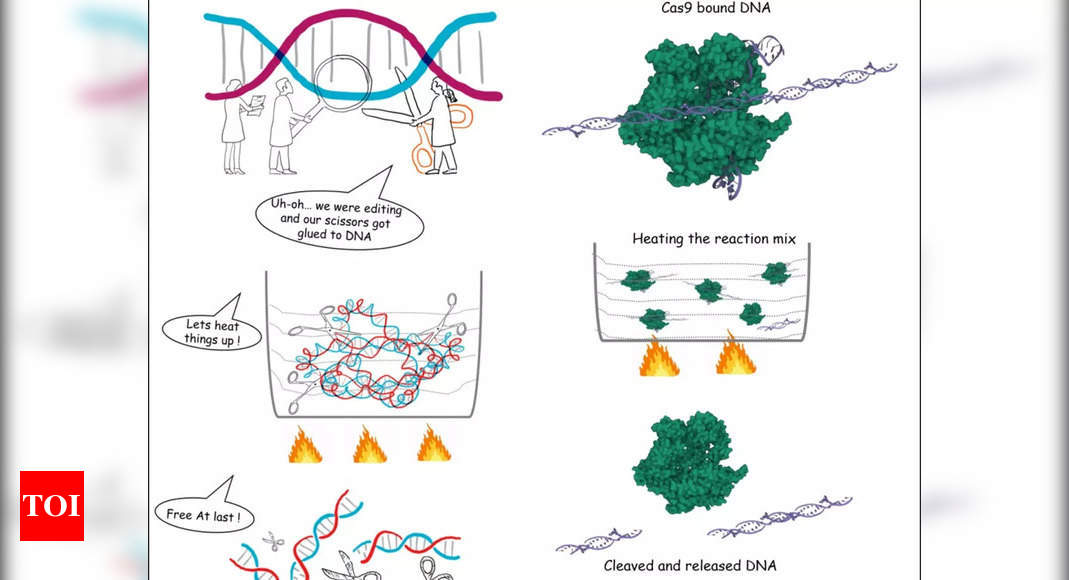 CRISPR gene-editing possible in temperature-sensitive organisms, plants: RRI