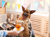 Bakery products you should buy for pets