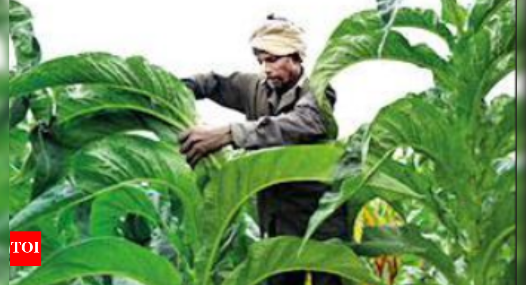 is tobacco farming legal in india tax hike could fuel illegal trade and undermine public revenue A Golden Symbiosis: Exploring Tobacco
