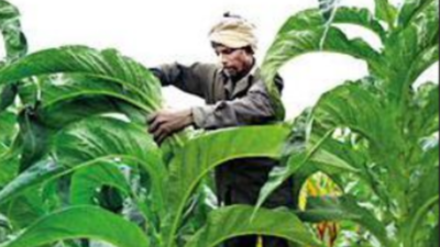 is tobacco farming legal in india High taxes, stringent regulations crippling tobacco farming: FAIFA |  Visakhapatnam News