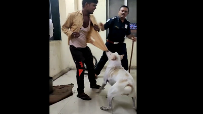 Navi Mumbai: Stray dog 'Raja' helps APMC guards to nab thieves at market