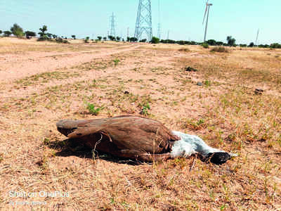 Power cos near pasture lands found violating SC orders