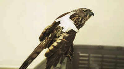 Pune: Injured Shikra bird under care