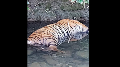 Tigress found dead in Hingna nullah; 22nd death this year