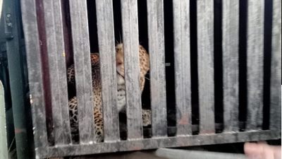 Second leopard captured in Mumbai's Aarey Colony