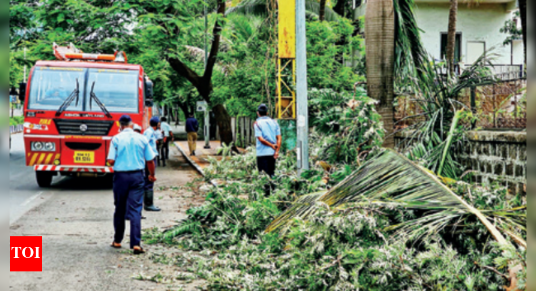 More Trees Fell This Year As Concreting Chokes Growth Pune News Times of India