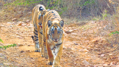 Uttar Pradesh gets its fourth tiger reserve, India its 53rd