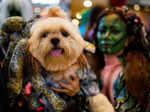 Halloween pet costume competition in Quezon City, Philippines