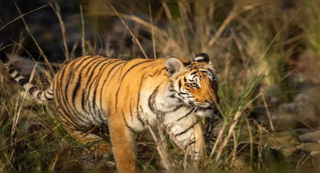 Reasons Why Dudhwa National Park Should Be On Your Winter Wish List 