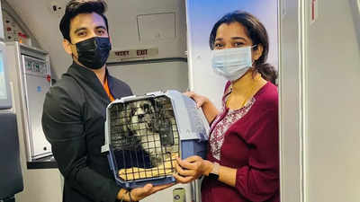 Pets start flying on Akasa: Day 1 sees 4 dog passengers; petfares start from Rs 4,000