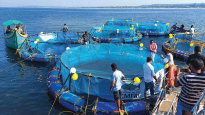 Goa's first open-sea cage fish farm commences operations