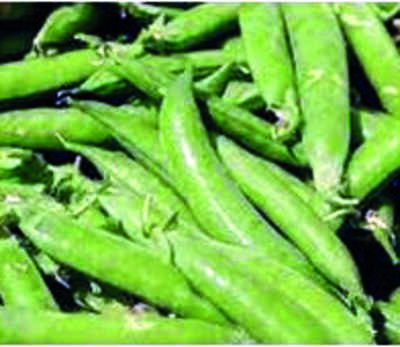 Jharkhand: Birsa Agriculture University develops new resilient pea variety