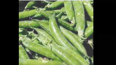 Jharkhand: Birsa Agriculture University develops new resilient pea variety