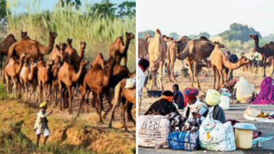 Rajasthan: Camel owners, kin spend nights in cold without food and water