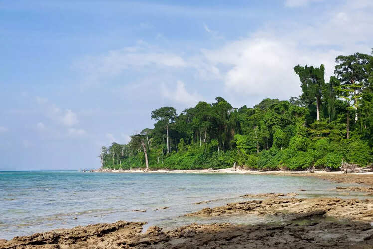Parrot Island