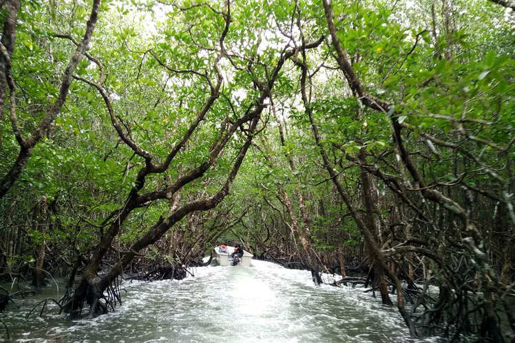 Baratang Island