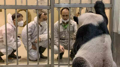 China panda experts visit Taiwan in rare point of contact