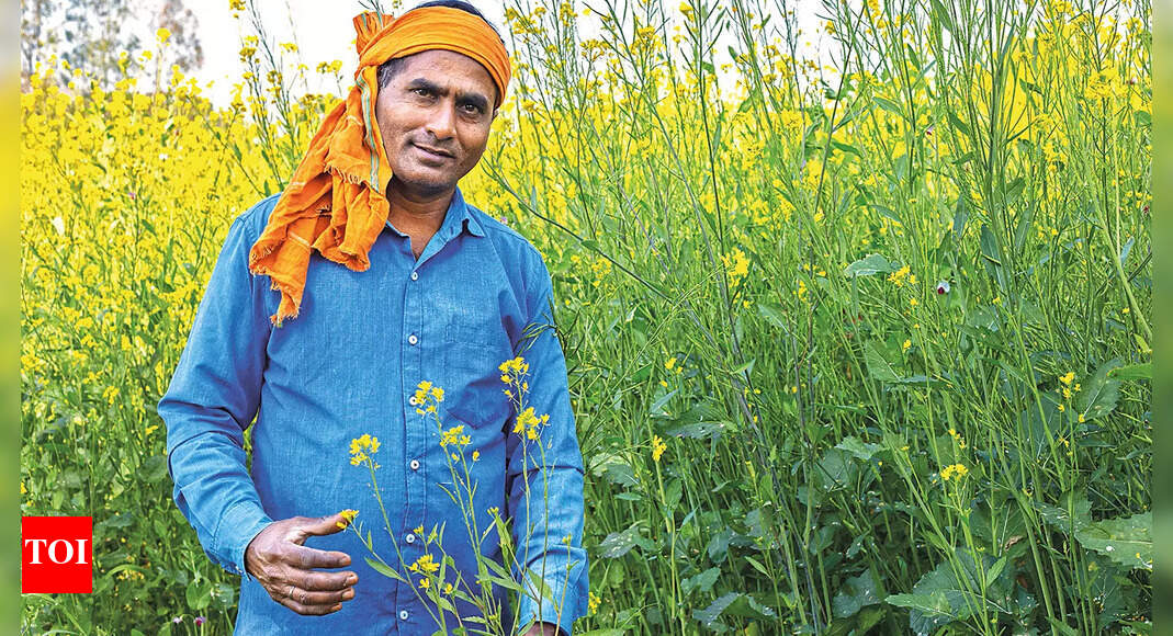 Why GM mustard will be a gamechanger for India and you India News Times of India