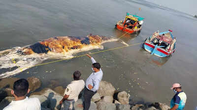 Navi Mumbai: Carcass of 30-ft-long blue whale at Elephanta island