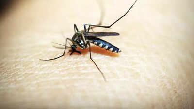 Dengue tally crosses 10,000-mark in Bihar