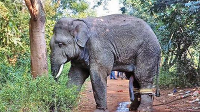 Odisha: Elephant brought to rescue centre after villagers oppose release near Khurda