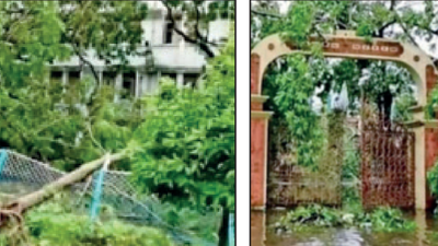 Kolkata: 75 trees uprooted in cyclone Amphan vanish from Rabindra Bharati University campus