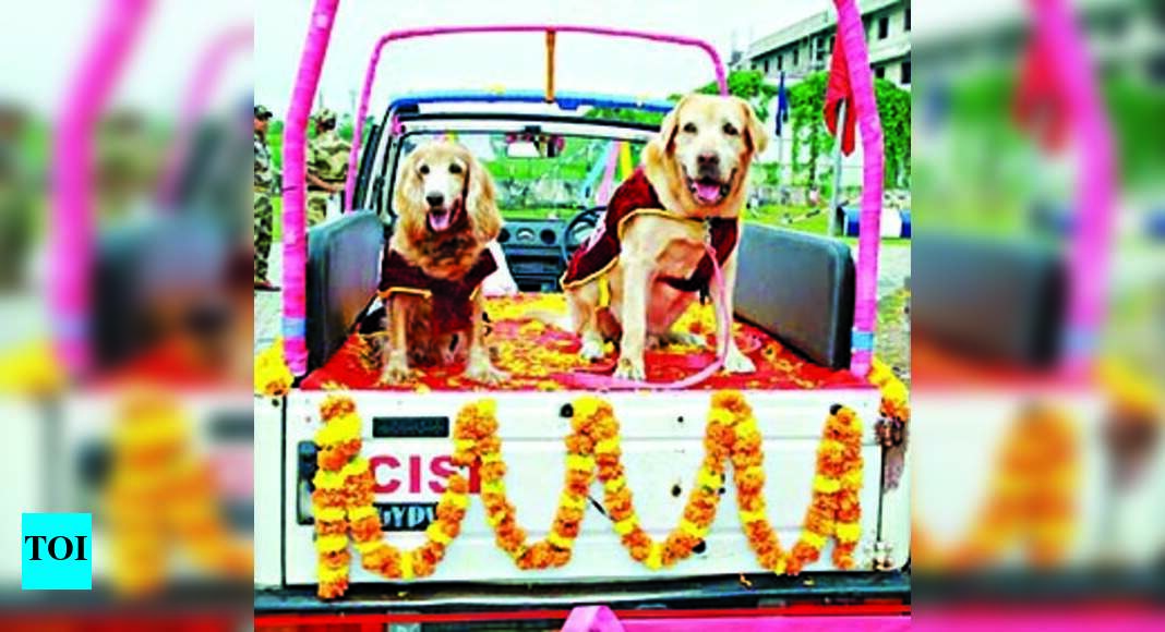 Cisf: 2 Cisf Dogs At Cial Retire After 10 Years Of Service | Kochi News ...