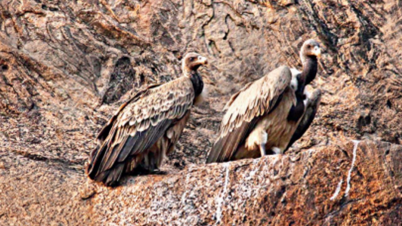 Research review: study finds no clear evidence that vultures