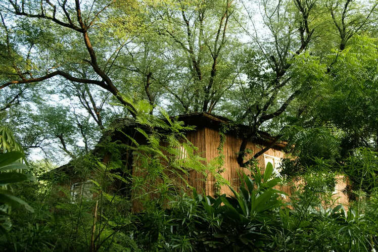 The Tree House Resort in Jaipur