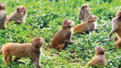 Assam: Monkey menace continues to haunt HPC township and Karimganj villages
