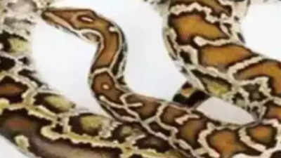 Telangana: Python swallows sheep, shepherd seeks compensation from forest officials in Mancherial; ​​faces prosecution