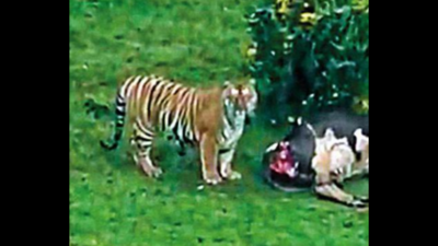 Coimbatore: Tiger strays into human habitat in Ooty, kills cow