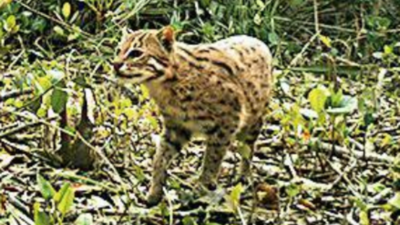 Study hints at 300+ fishing cats in tiger country