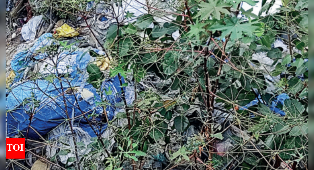 Lock Gate Waste dumped near Chetla Lock Gate hits civic body's dengue