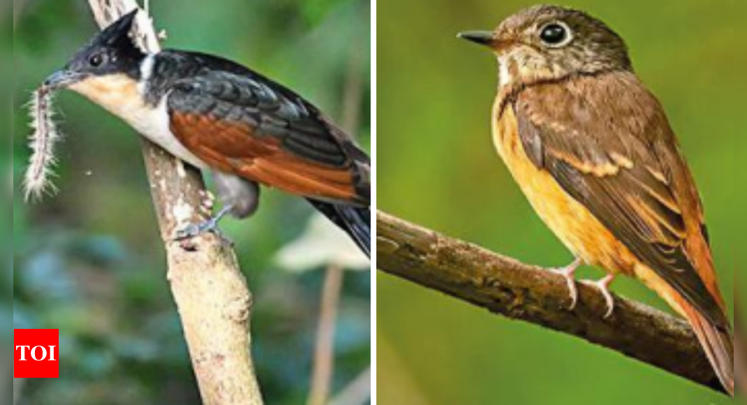 Rabindra Sarobar: Kolkata: More Rare Birds Spotted At Rabindra Sarobar