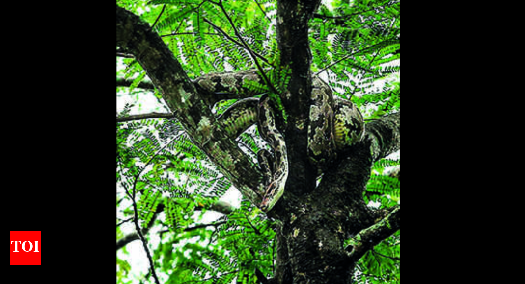 Man Tells Forest Dept Topay As Python Eats Sheep | Hyderabad News ...